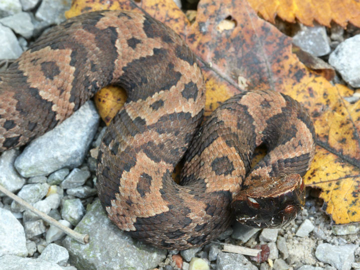 Cottonmouth